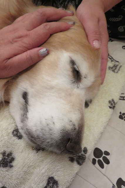 ファイル 6419-4.jpg