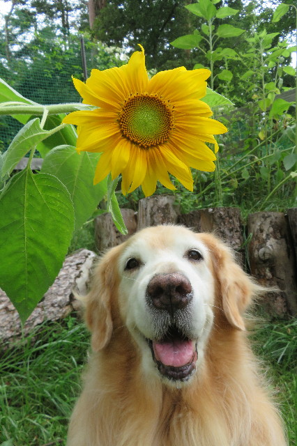 ファイル 6422-3.jpg