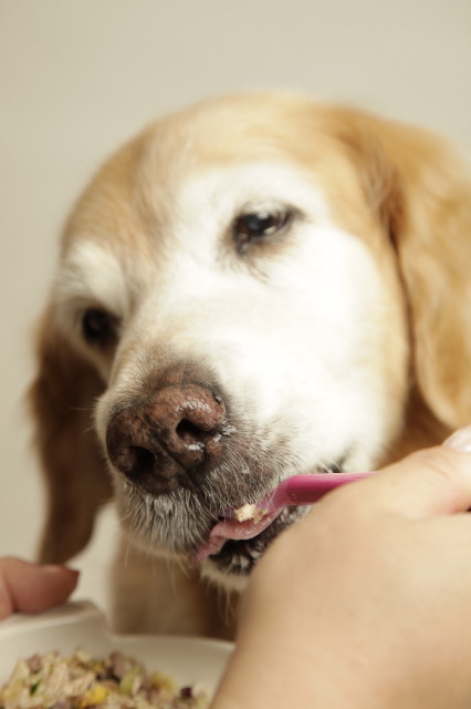 ファイル 6434-3.jpg