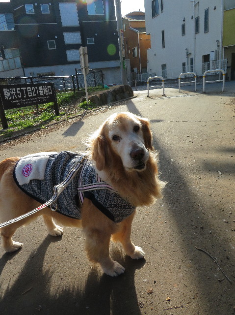 ファイル 6451-3.jpg