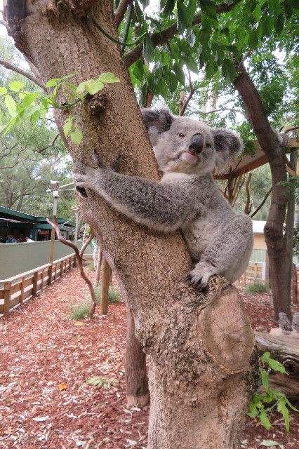 ファイル 6462-1.jpg