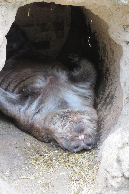 ファイル 6463-1.jpg