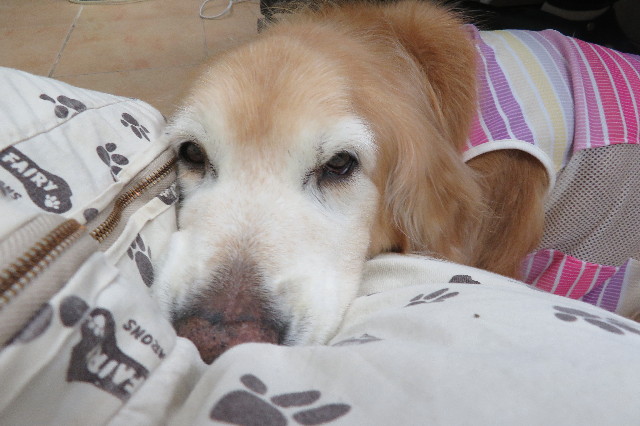 ファイル 6487-4.jpg