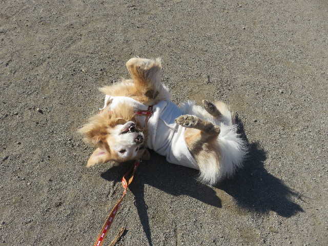 ファイル 6491-2.jpg