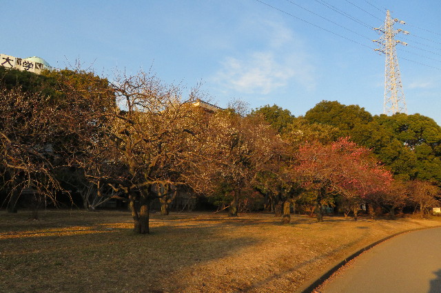 ファイル 6493-4.jpg