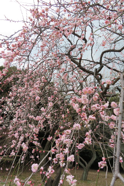 ファイル 6496-4.jpg