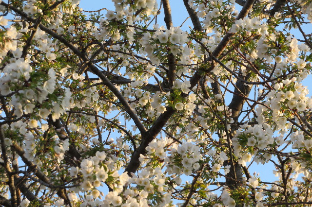 ファイル 6506-1.jpg