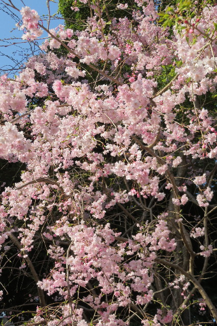 ファイル 6508-3.jpg