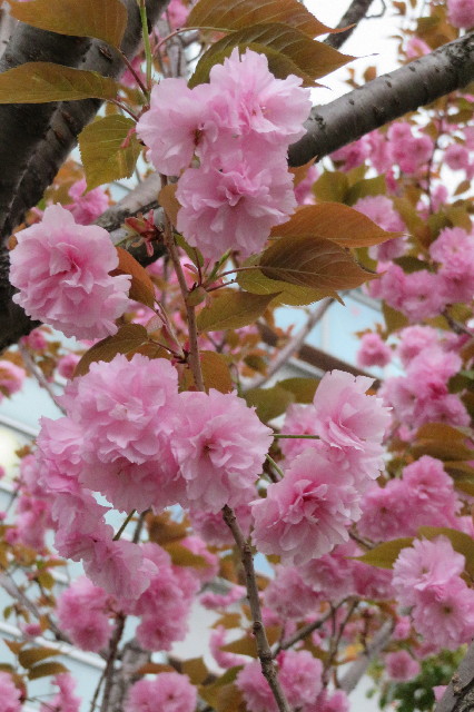 ファイル 6511-5.jpg