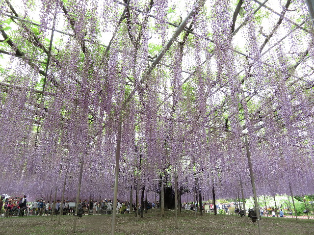 ファイル 6520-1.jpg