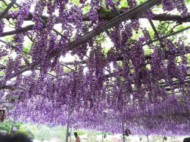 ファイル 6520-3.jpg