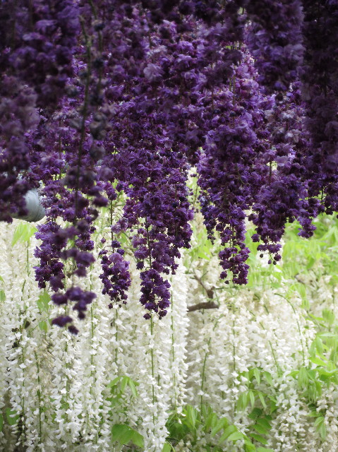 ファイル 6520-4.jpg