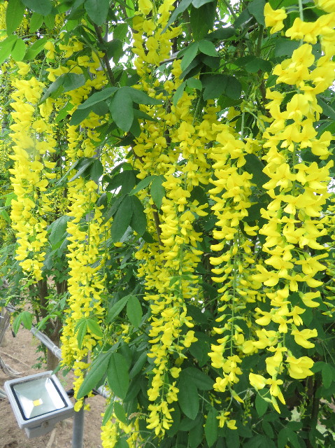 ファイル 6521-5.jpg