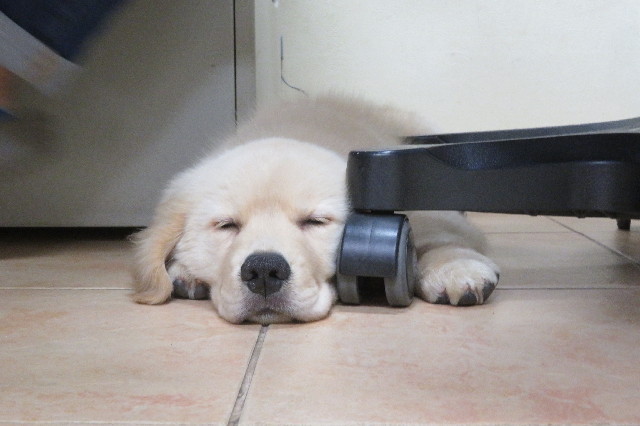 ファイル 6542-4.jpg