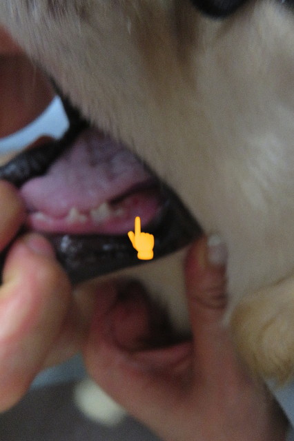 ファイル 6543-5.jpg