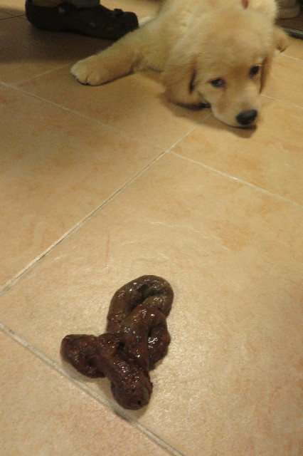 ファイル 6546-1.jpg