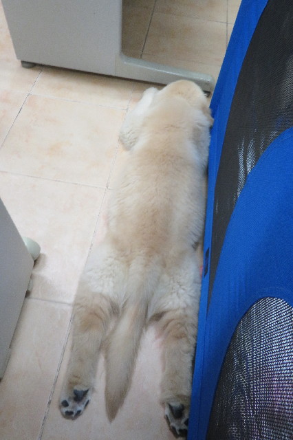 ファイル 6546-5.jpg