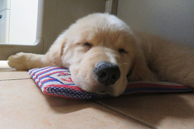 ファイル 6547-2.jpg