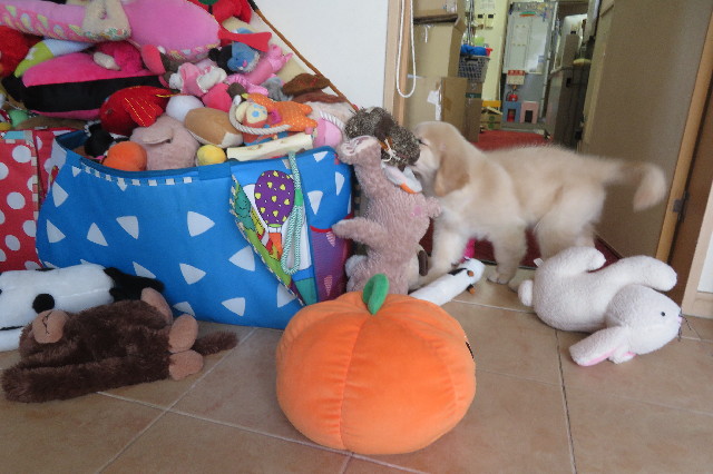 ファイル 6547-4.jpg