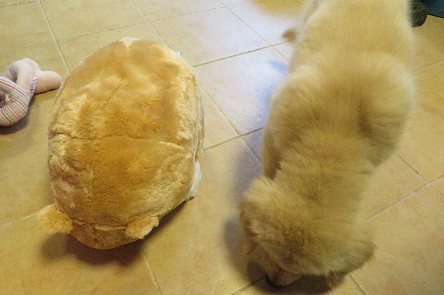 ファイル 6556-2.jpg