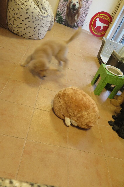 ファイル 6556-3.jpg