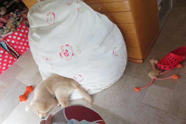 ファイル 6557-1.jpg