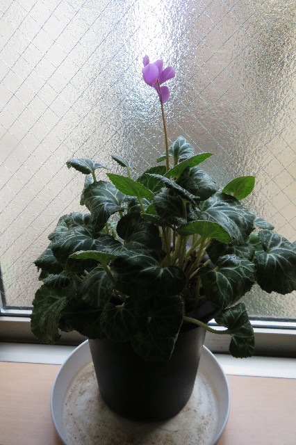 ファイル 6560-5.jpg