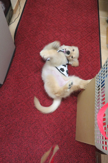 ファイル 6562-3.jpg