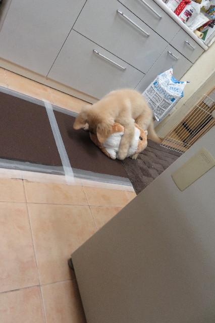 ファイル 6562-5.jpg