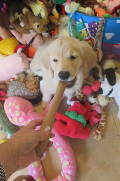 ファイル 6576-1.jpg