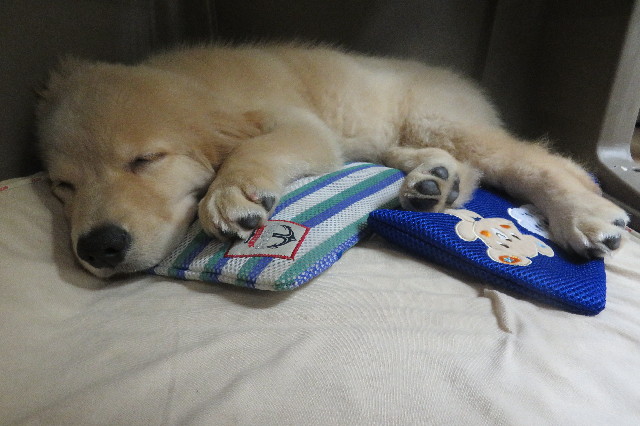 ファイル 6576-4.jpg