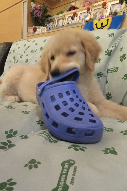 ファイル 6576-5.jpg