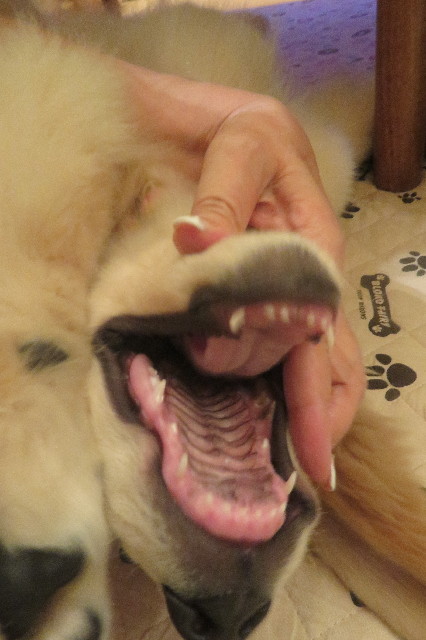 ファイル 6582-4.jpg