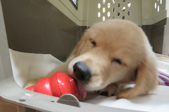 ファイル 6583-1.jpg