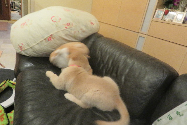 ファイル 6588-5.jpg