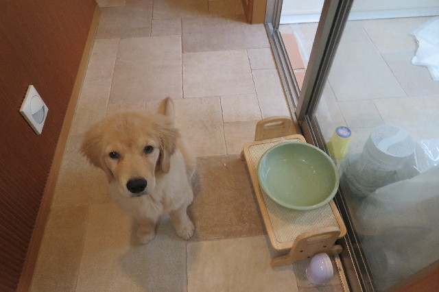 ファイル 6590-1.jpg