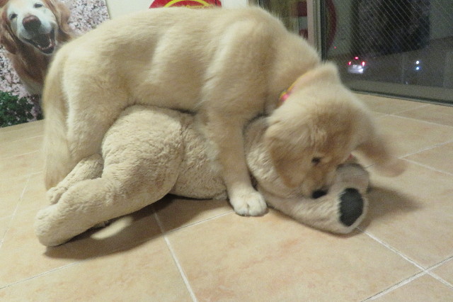 ファイル 6590-5.jpg