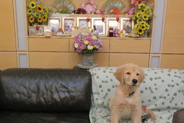 ファイル 6595-2.jpg