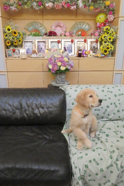 ファイル 6595-3.jpg