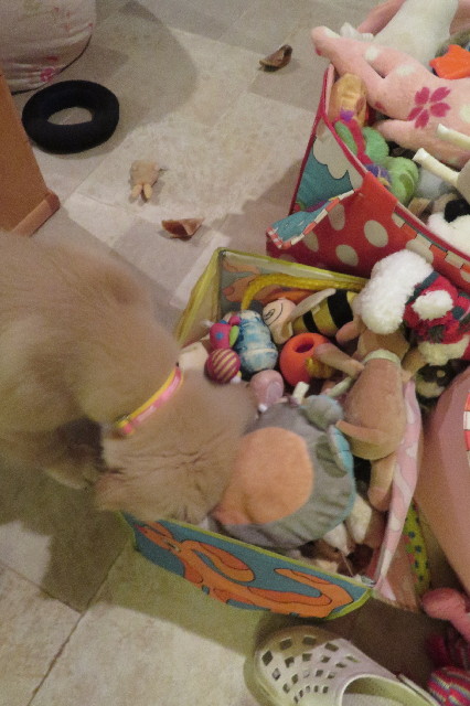 ファイル 6597-1.jpg