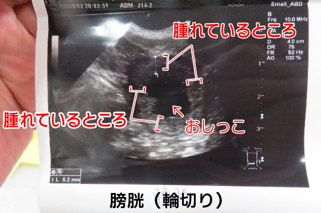 ファイル 6601-2.jpg