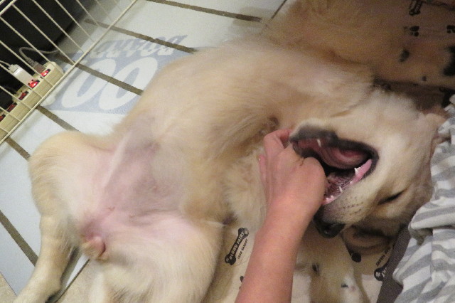 ファイル 6604-1.jpg