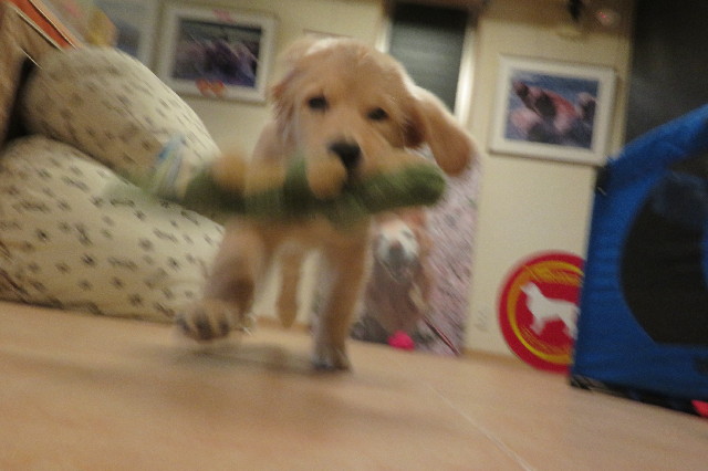 ファイル 6606-3.jpg