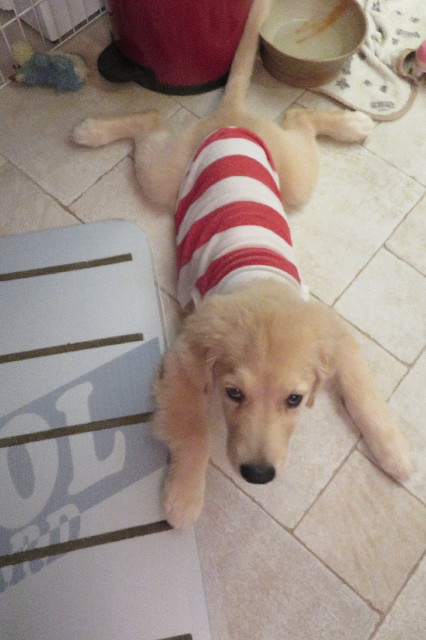 ファイル 6608-1.jpg