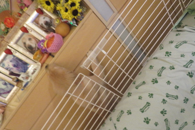 ファイル 6609-1.jpg