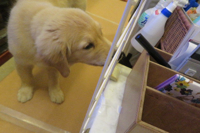 ファイル 6609-3.jpg