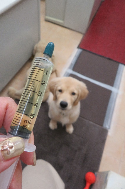 ファイル 6611-1.jpg