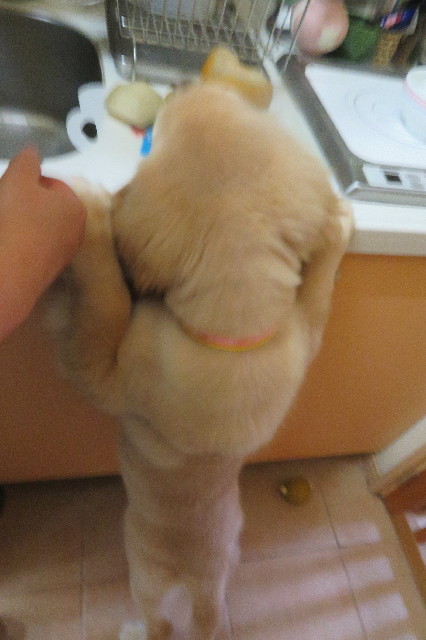 ファイル 6618-3.jpg