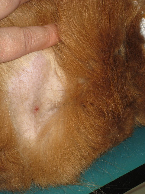 ファイル 662-4.jpg