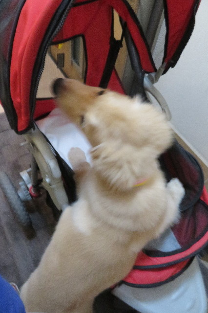 ファイル 6623-3.jpg